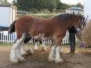 Image 31 in HEAVY HORSE OPEN DAY. MAISEBROOKE FM. SHIPMEADOW. 19 OCT. 2014