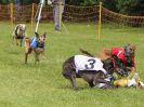 Image 63 in WHIPPET RACING. EA OPEN 26 JUNE 2016. THE EARLY ROUNDS