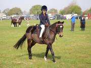 Image 67 in IPSWICH HORSE SOCIETY SPRING SHOW. 22  APRIL 2019