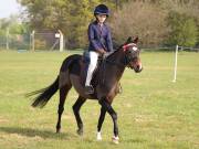 Image 68 in IPSWICH HORSE SOCIETY SPRING SHOW. 22  APRIL 2019