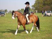 Image 81 in IPSWICH HORSE SOCIETY SPRING SHOW. 22  APRIL 2019