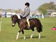 Image 83 in IPSWICH HORSE SOCIETY SPRING SHOW. 22  APRIL 2019