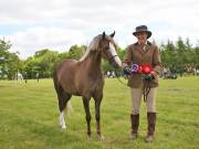 Image 17 in BERGH APTON HORSE SHOW.