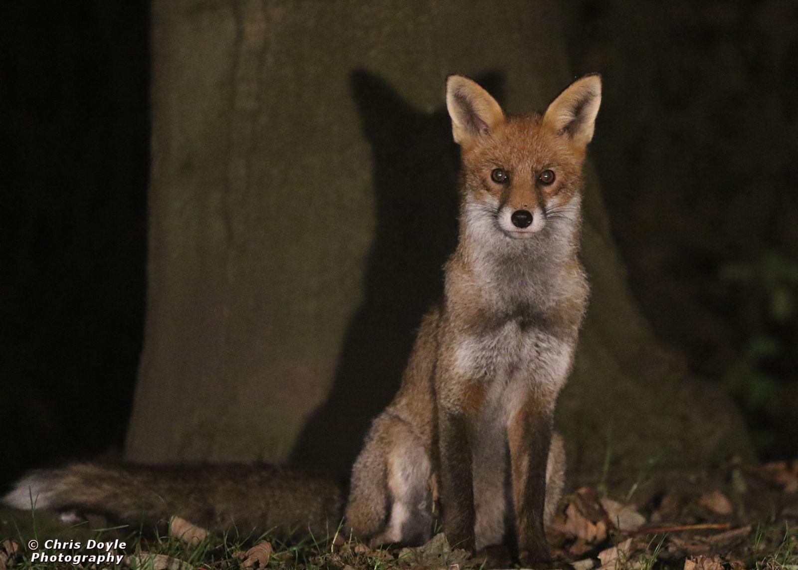 FOXES IN MY GARDEN. 16 OCTOBER 2024.