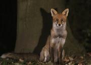 Image 1 in FOXES IN MY GARDEN. 16 OCTOBER 2024.