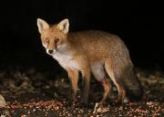 Image 10 in FOXES IN MY GARDEN. 16 OCTOBER 2024.