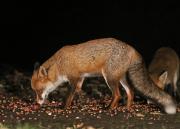 Image 11 in FOXES IN MY GARDEN. 16 OCTOBER 2024.