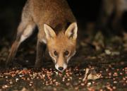 Image 12 in FOXES IN MY GARDEN. 16 OCTOBER 2024.