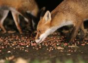 Image 13 in FOXES IN MY GARDEN. 16 OCTOBER 2024.