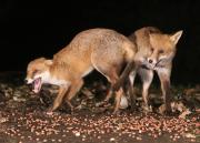 Image 14 in FOXES IN MY GARDEN. 16 OCTOBER 2024.