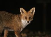 Image 15 in FOXES IN MY GARDEN. 16 OCTOBER 2024.