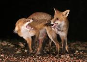 Image 17 in FOXES IN MY GARDEN. 16 OCTOBER 2024.