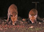 Image 18 in FOXES IN MY GARDEN. 16 OCTOBER 2024.