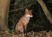 Image 19 in FOXES IN MY GARDEN. 16 OCTOBER 2024.