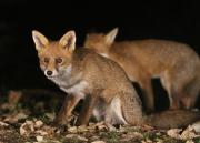 Image 20 in FOXES IN MY GARDEN. 16 OCTOBER 2024.