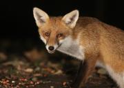 Image 21 in FOXES IN MY GARDEN. 16 OCTOBER 2024.