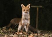 Image 22 in FOXES IN MY GARDEN. 16 OCTOBER 2024.