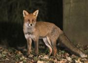 Image 23 in FOXES IN MY GARDEN. 16 OCTOBER 2024.