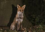 Image 24 in FOXES IN MY GARDEN. 16 OCTOBER 2024.