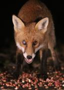 Image 3 in FOXES IN MY GARDEN. 16 OCTOBER 2024.