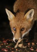 Image 5 in FOXES IN MY GARDEN. 16 OCTOBER 2024.