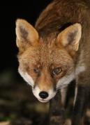 Image 6 in FOXES IN MY GARDEN. 16 OCTOBER 2024.