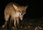 Image 7 in FOXES IN MY GARDEN. 16 OCTOBER 2024.