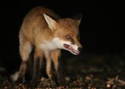 Image 8 in FOXES IN MY GARDEN. 16 OCTOBER 2024.