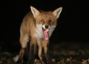 Image 9 in FOXES IN MY GARDEN. 16 OCTOBER 2024.